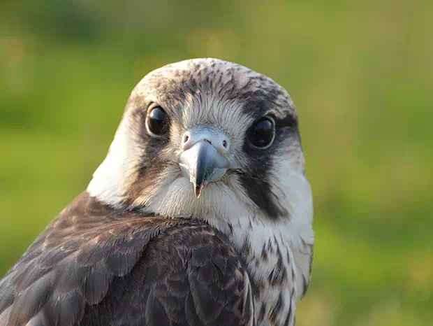 Raróg górski (Lanner) Falco biarmicus