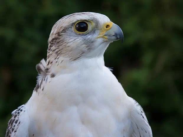 Sokół hybryda rarógbiałozówraróg górski Falco hybrid